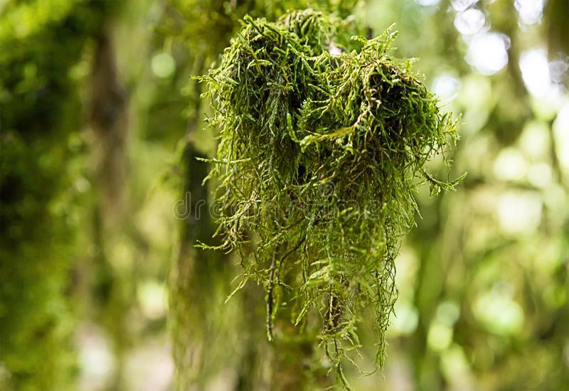 Sphagnum - Mezcla natural para macetas de musgo seco de 2 cuartos de galón  de largo, medio de cultivo de fibra para orquídeas, plantas carnívoras