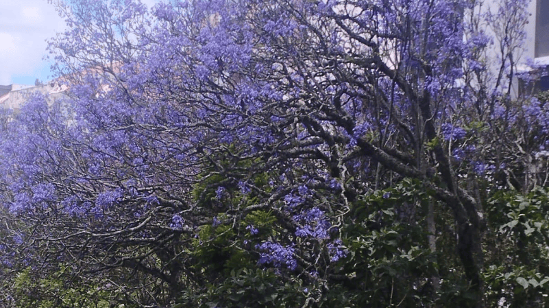 Festival de la Jacaranda busca entregar mil plantas para reforestar