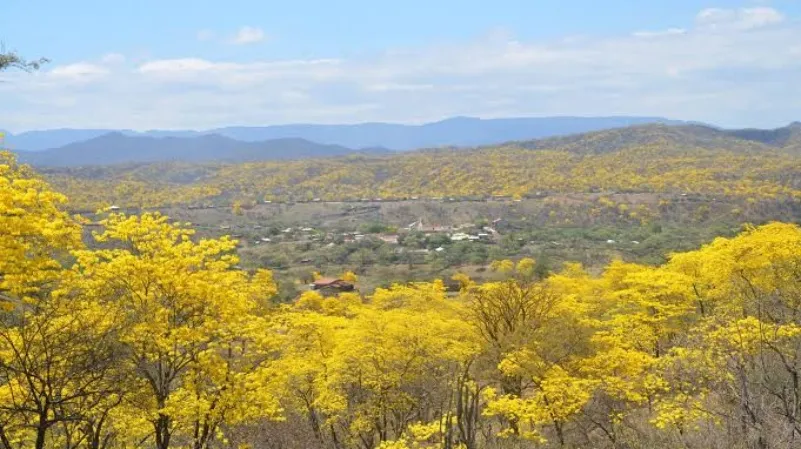 NATURALEZA. Las precipitaciones aún no permiten definir fecha del esperado florecimiento de guayacanes.