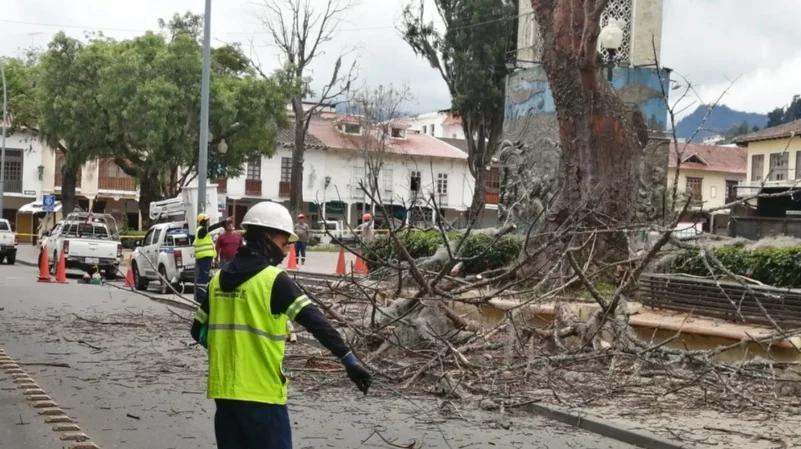 DETERIORO. Árboles con plagas y parásitos comprometían estabilidad y riesgo.