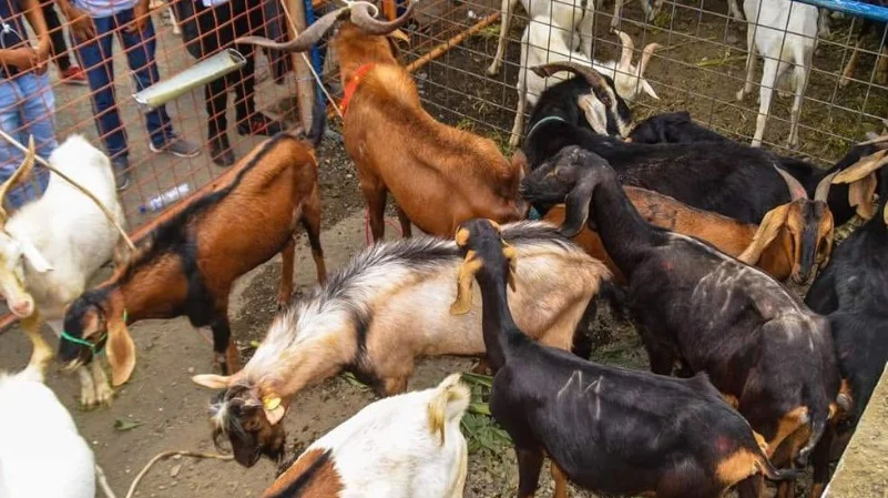 INVESTIGACIÓN. Capricultura sostiene a varias familias en Zapotillo, pero también plantea desafíos sanitarios y ambientales.